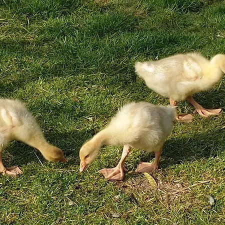 As Landgluck - Wohlfuhlen, Im Urlaub Zu Hause Sein Appartement